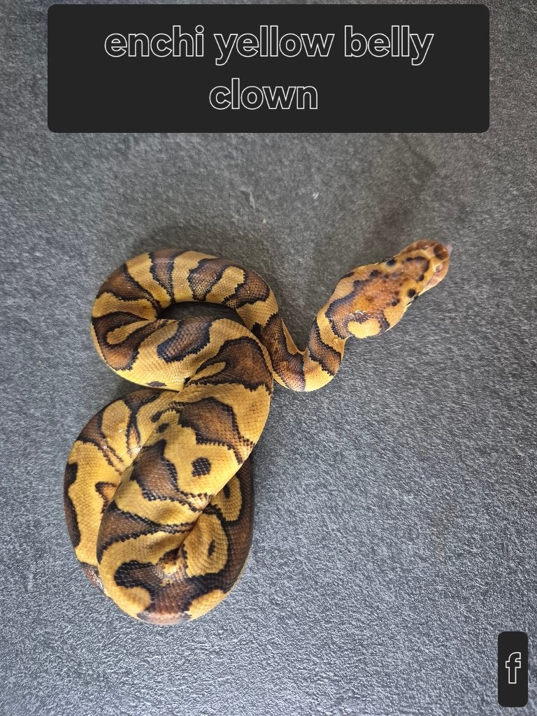 Python regius Ball Python photo 3