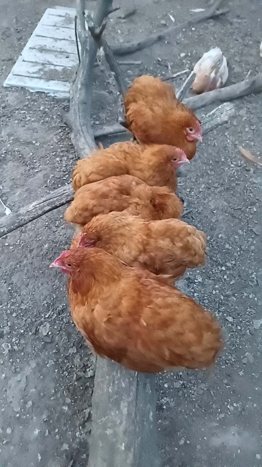 Buff orpington kriel koppel, Dieren en Toebehoren, Pluimvee, Meerdere dieren, Kip