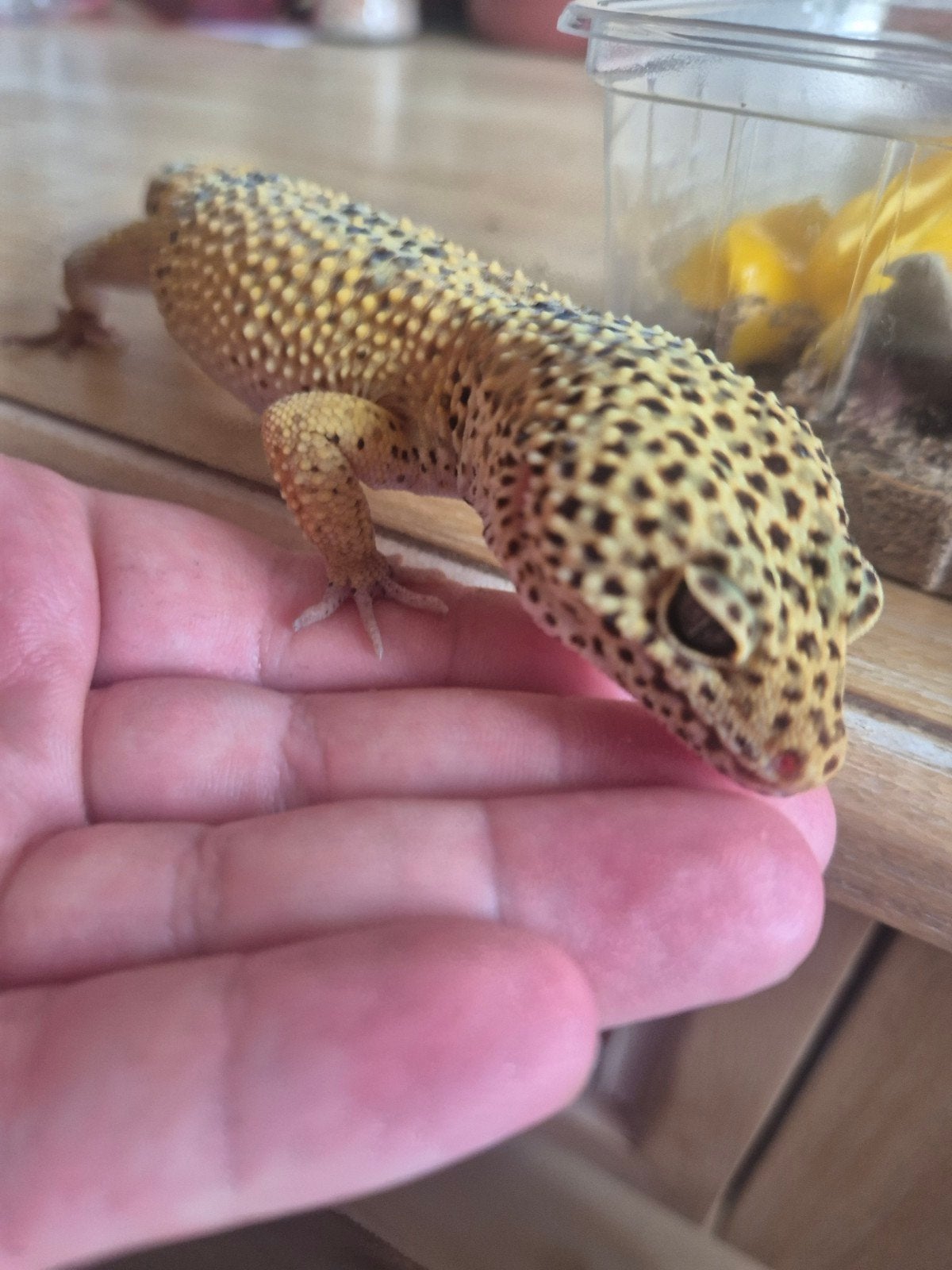 gecko léopard, Animaux & Accessoires, Lézard, 0 à 2 ans