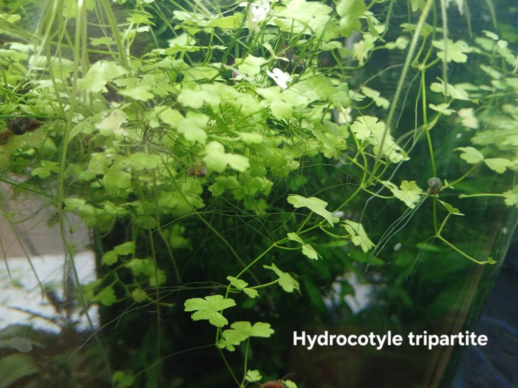 Hydrocotyle  leucocephala  en Hydrocotyle tripartite, Ophalen of Verzenden, Plant(en), Steen of Hout