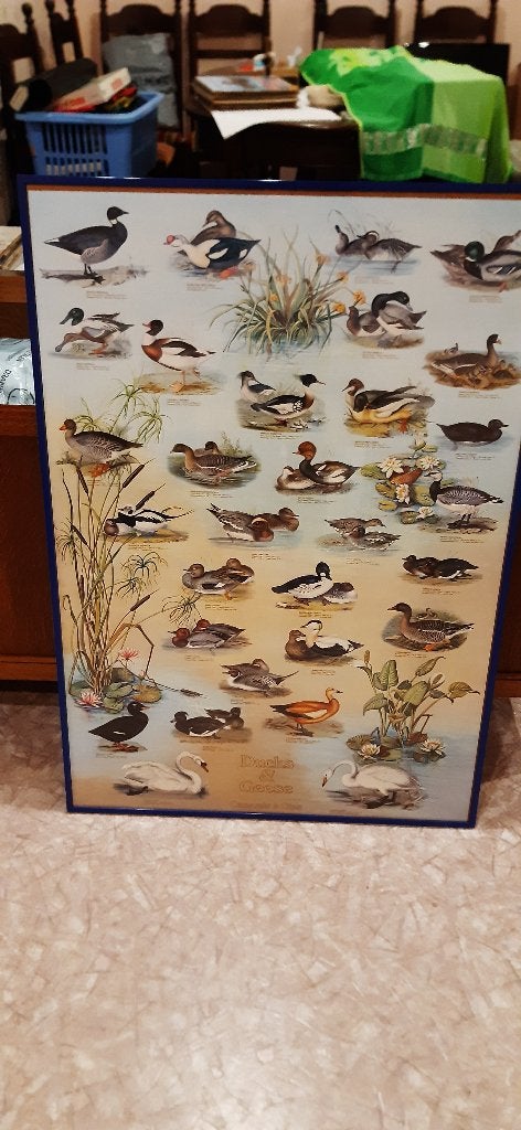 Poster van eenden e.d. in donkerblauw kader 70 x 100 cm, Verzamelen, Ophalen, Rechthoekig Staand, Met lijst, Deurposter of groter