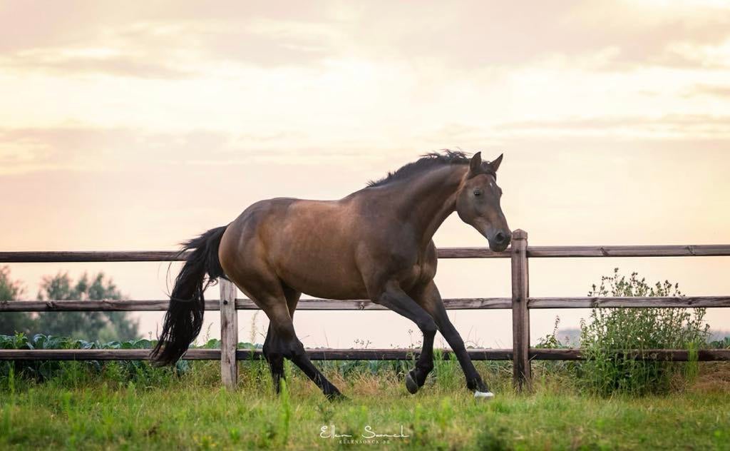 Recreatiepaard te koop, Dieren en Toebehoren, Ruin, Recreatiepaard