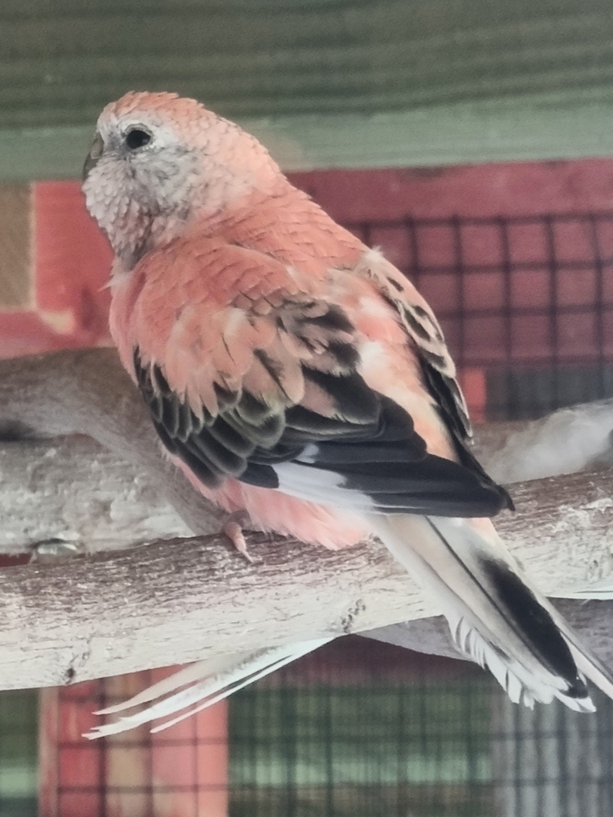Perruches Bourque femelles, Dieren en Toebehoren, Vogels | Kanaries