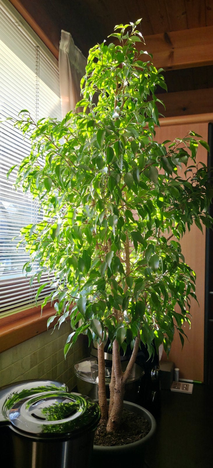 Ficus Bengamina, Enlèvement, En pot