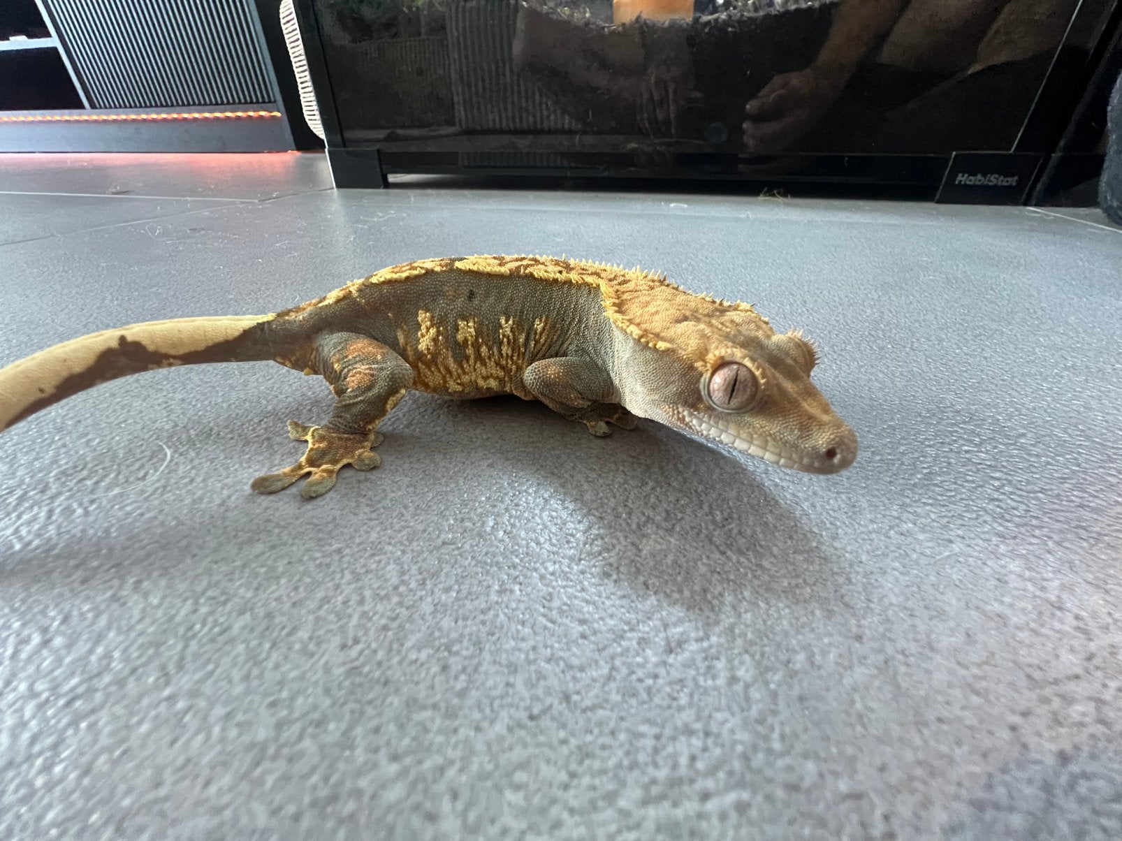 Wimpergecko’s, Met terrarium
