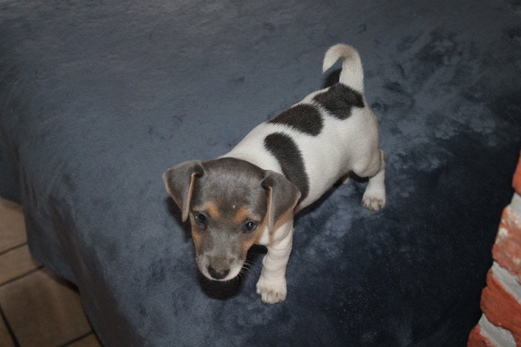 jack russell pups, Dieren en Toebehoren, België, Fokker | Hobbymatig, Jack Russell Terriër, 8 tot 15 weken