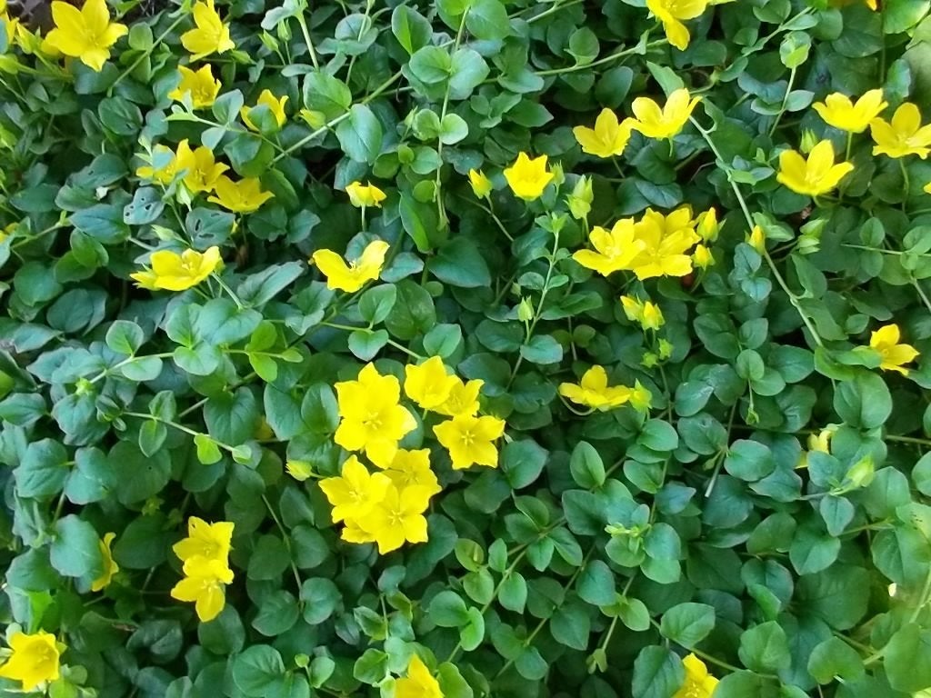 Penningkruid (Lysimachia Mimmularia), Ophalen, Vaste plant, Bodembedekkers, Volle zon