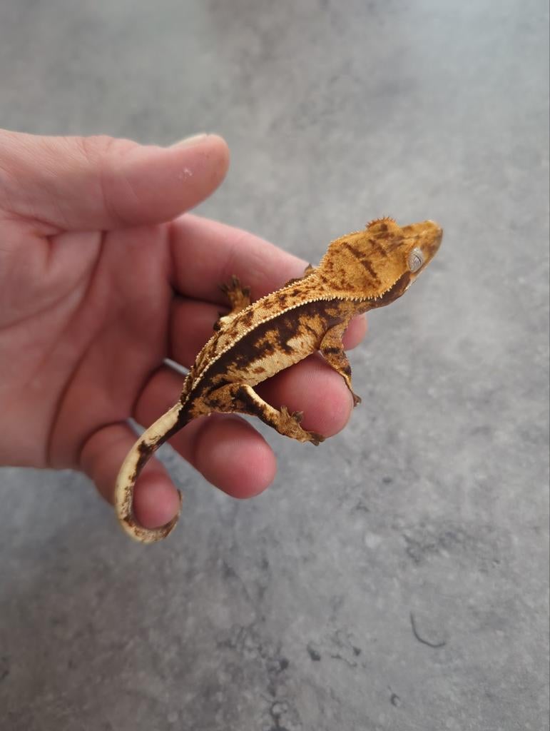Gecko à cils tricolore pour femme
