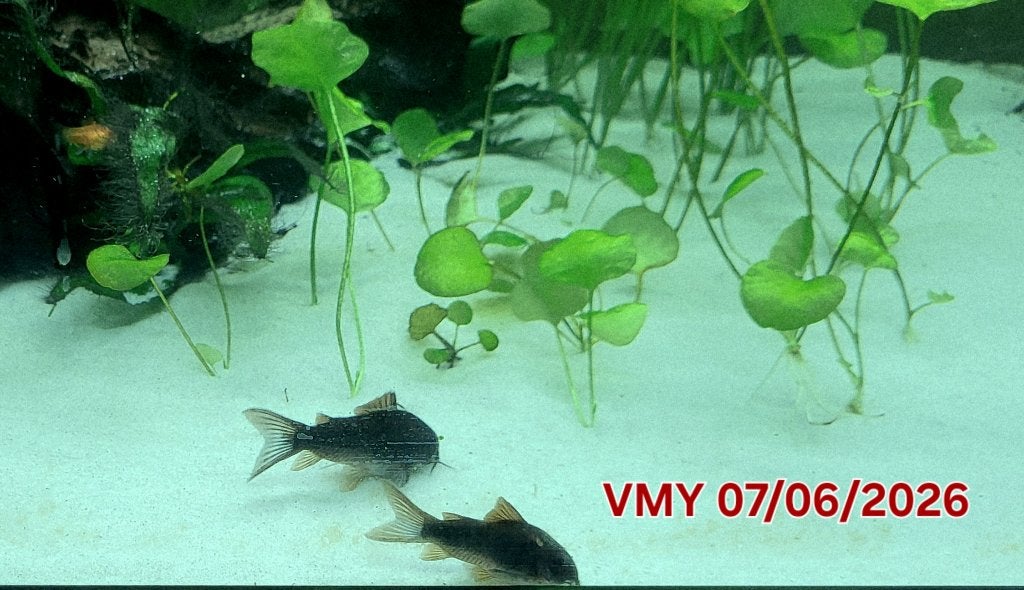 9 Black Shultzei Corydorassen, Animaux & Accessoires, Poissons | Poissons d'aquarium, Poisson d'eau douce, Poisson, Banc de poissons