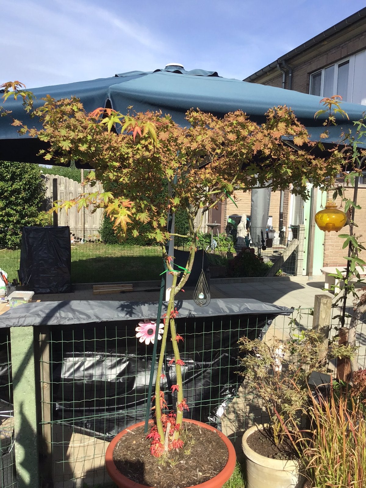 Japanse esdoorn, Tuin en Terras, Ophalen, Zomer