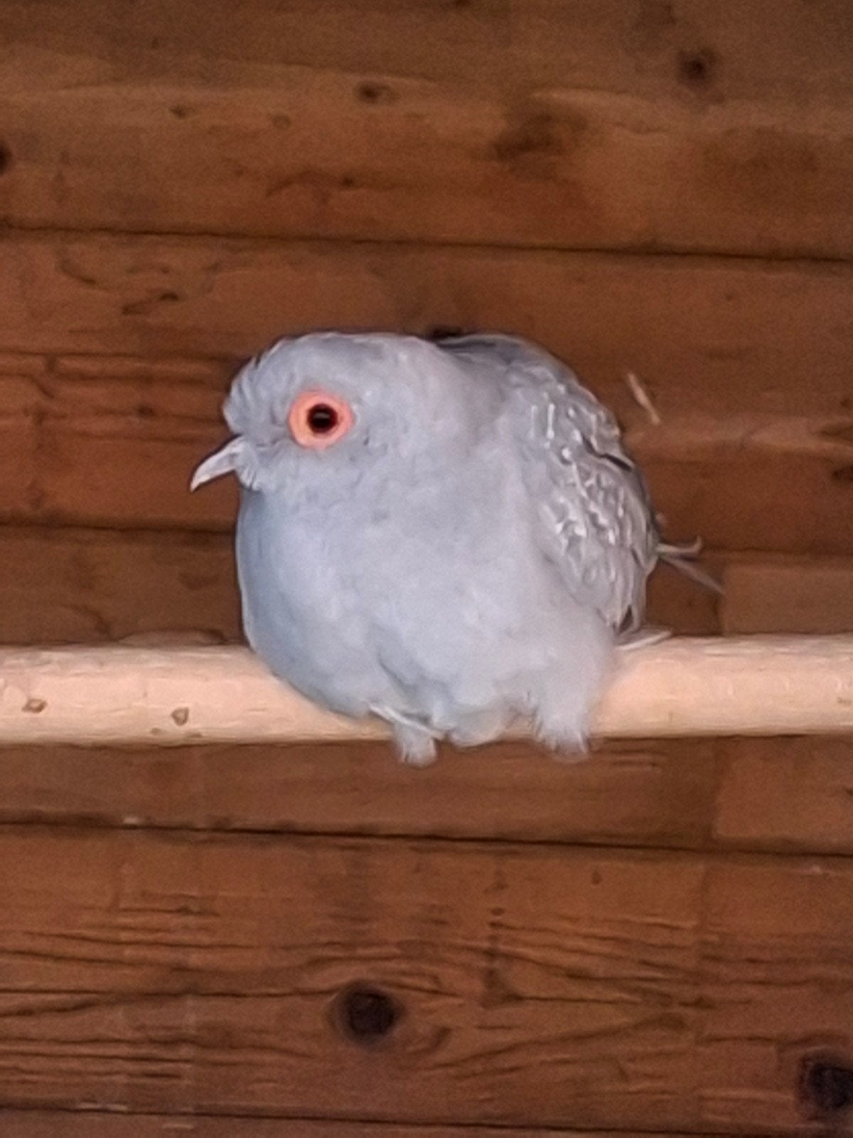 Diamantduifjes
