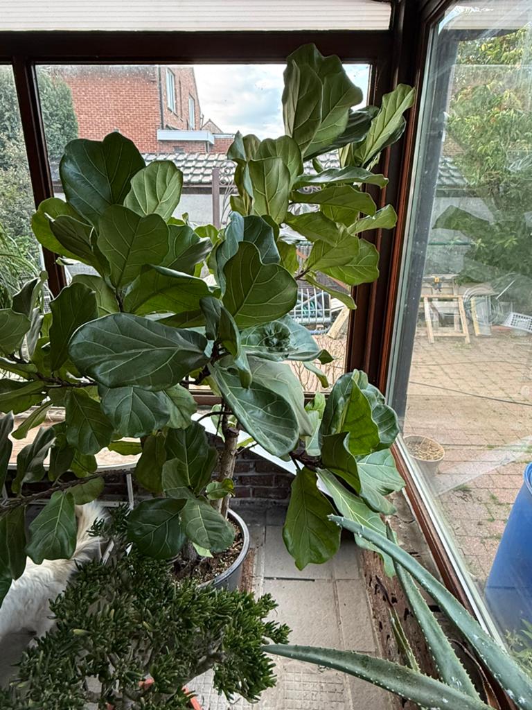 Ficus lyrata ,vioolbladplant,tabaksplant, Ophalen, In pot, 100 tot 250 cm