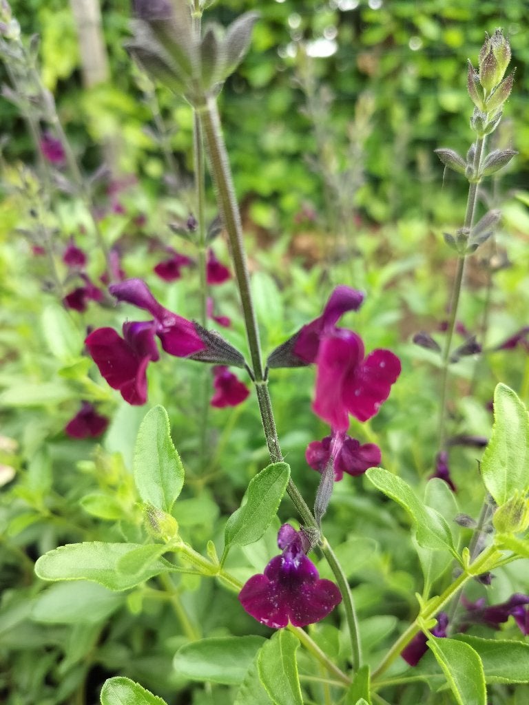 Salvia Microphylla Salvino Dark Purple, Jardin & Terrasse, Plantes | Jardin, Plein soleil, Enlèvement, Plante fixe, Été