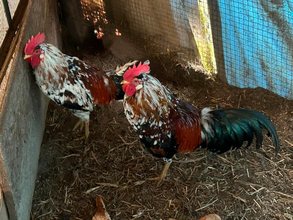 Echte lachhoenen of ayam ketawa’s, Dieren en Toebehoren