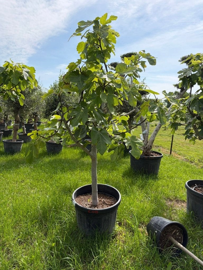 ‼️Super PROMO bij PROMOplant‼️... vijgen aan stuntprijzen., Ophalen