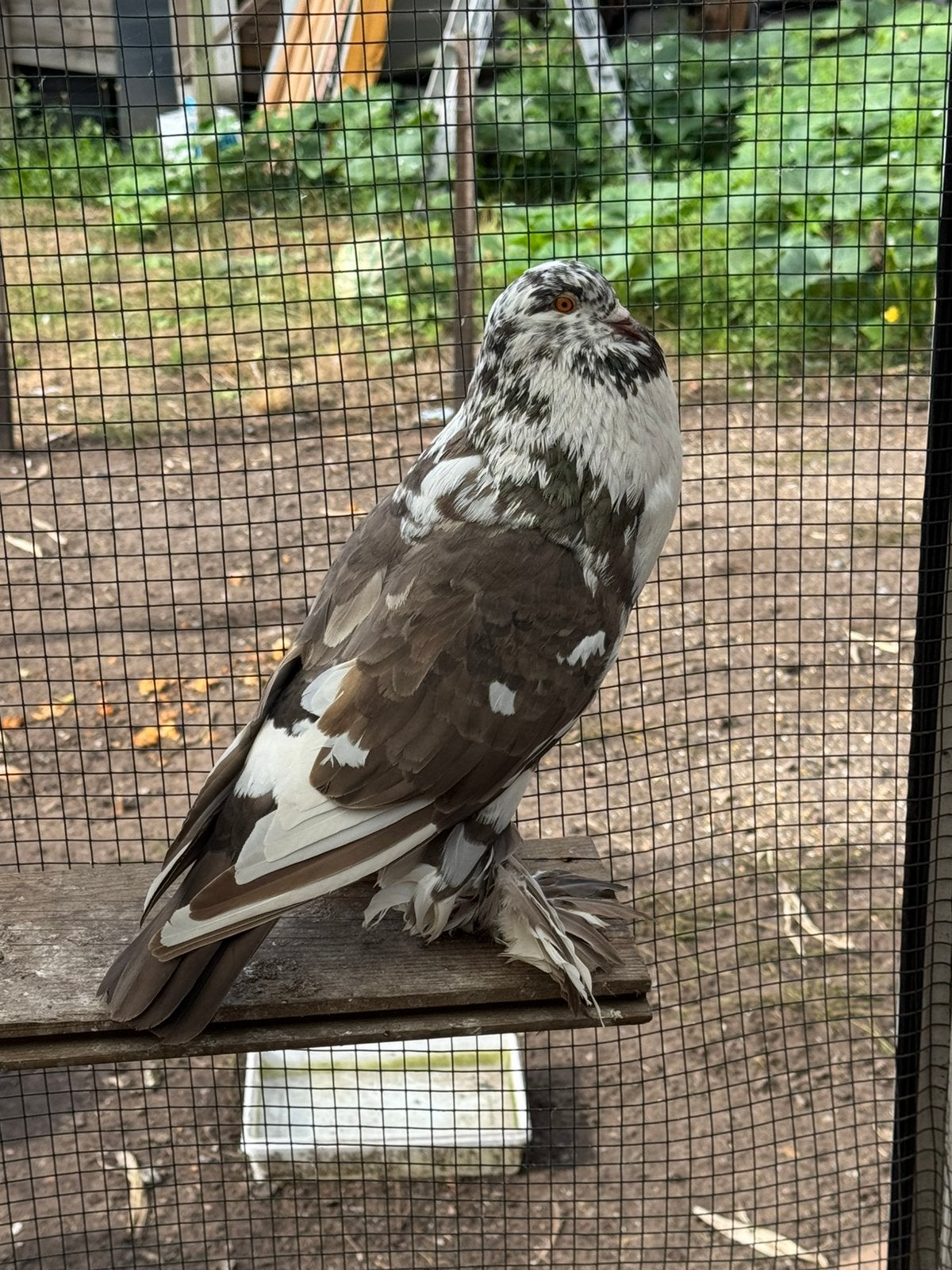 Kroppers duiven, Dieren en Toebehoren, Vogels | Duiven