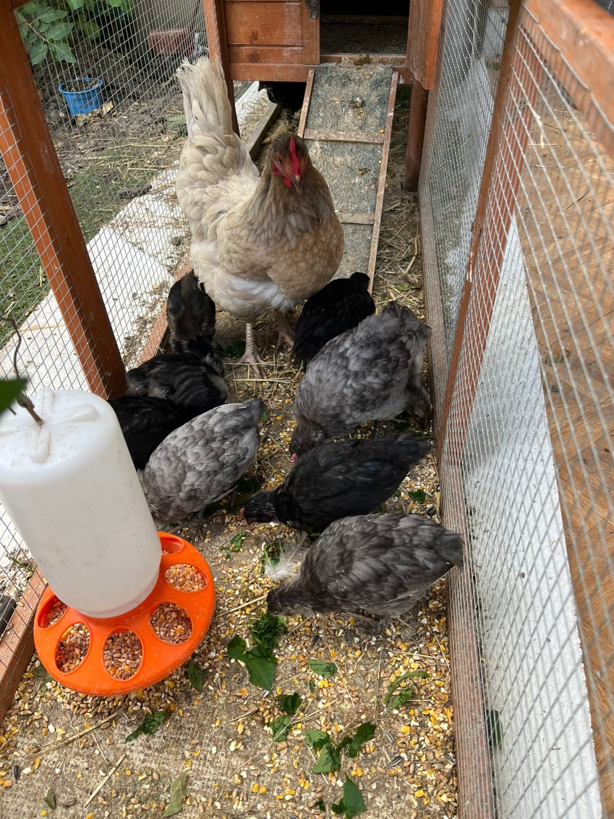 Poules pondeuses avec 11 poussins, Animaux & Accessoires, Volatiles, Sexe inconnu, Poule ou poulet