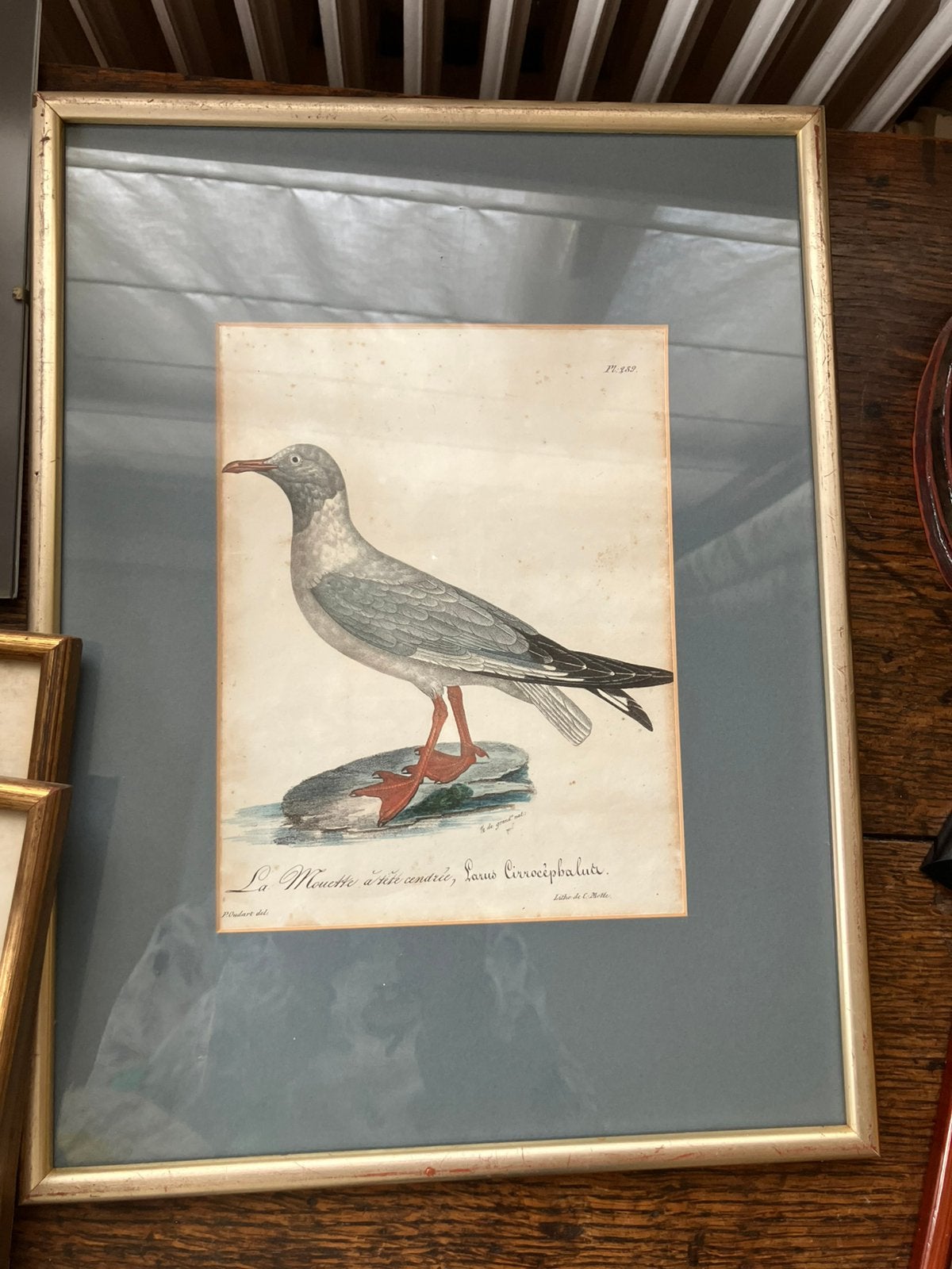 Cadre avec mouette argentée, Enlèvement, Dessin