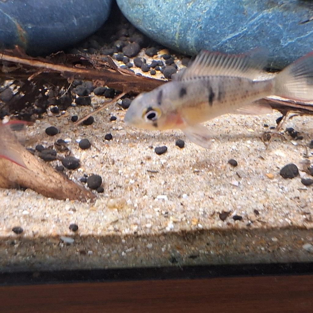 Ramirezi bolivien