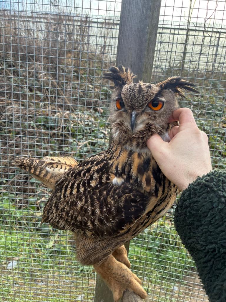 Europese oehoe man handtam, Mannelijk, Roofvogel, Geringd