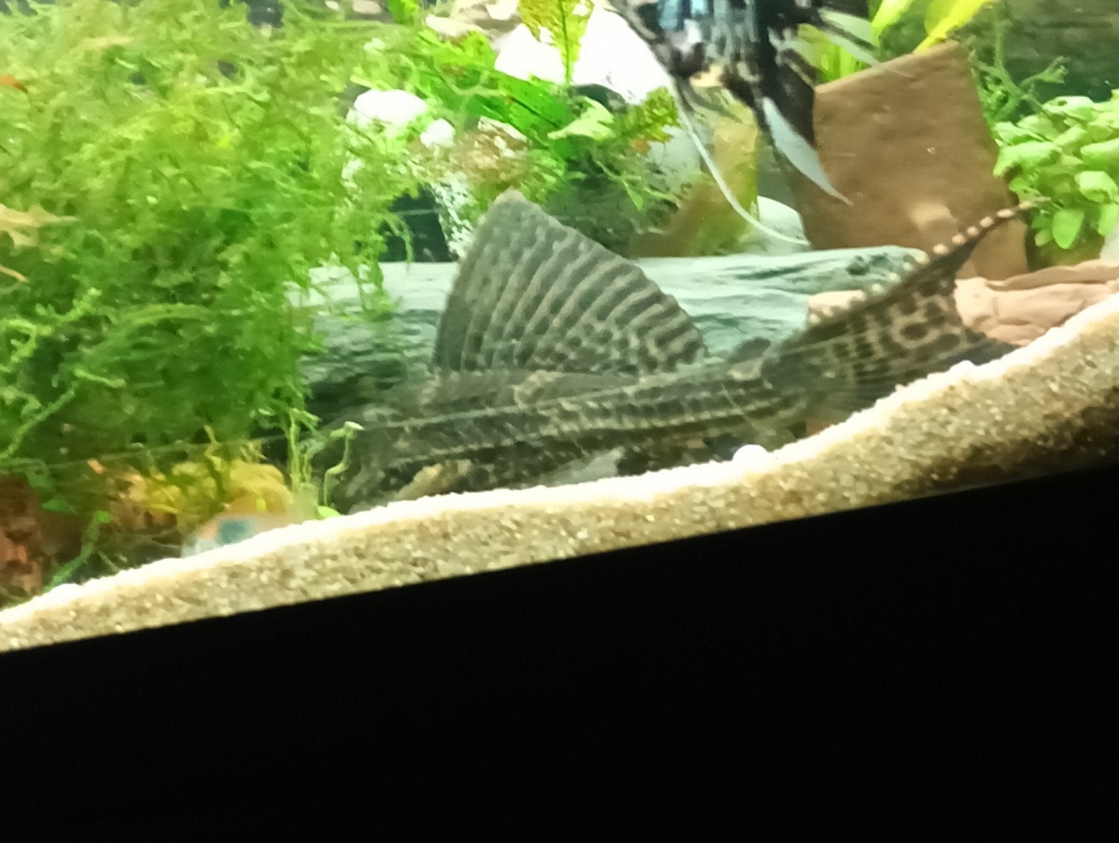 Ancistrus 22.5 cm