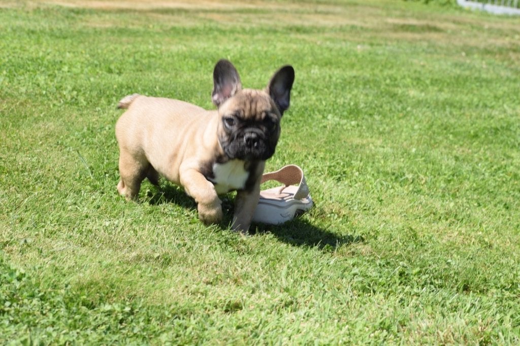 Chiots bouledogue français, poil court et duveteux, 15 semaines à 1 an, Chien (mâle), Éleveur | Professionnel, Bouledogue