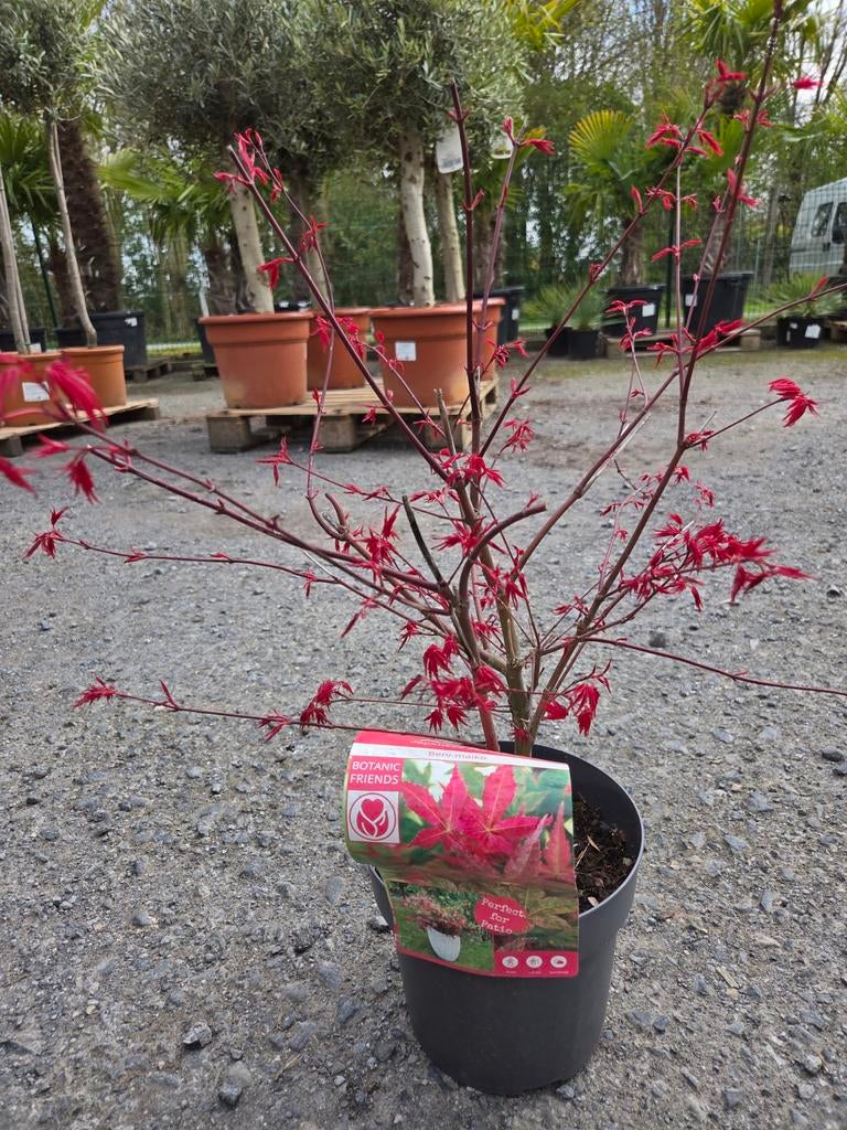 Acer Palmatum 'Ben -  Maiko, Tuin en Terras, Ophalen, Halfschaduw