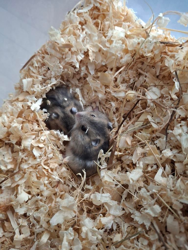 Rusische dwerghamster tkoop geboren 02/04/2026, Dieren en Toebehoren, Hamster, April, Mannelijk, Tam
