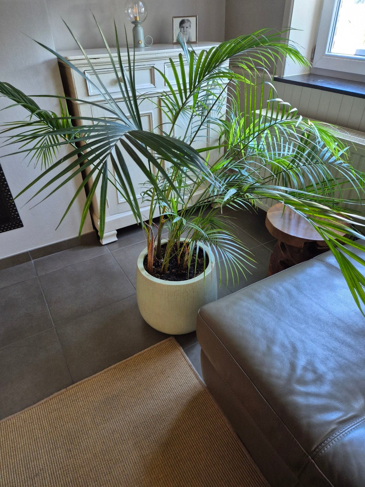 Kamerplant/bloomique.dypsis, Huis en Inrichting, Kamerplanten, Ophalen