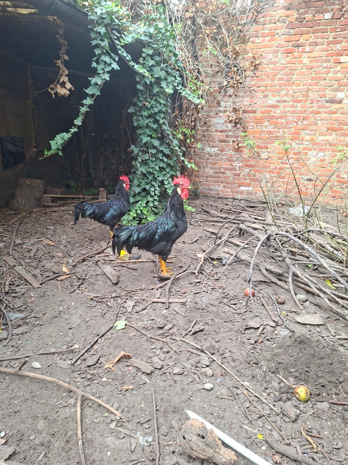 2 zwarte hanen, Dieren en Toebehoren