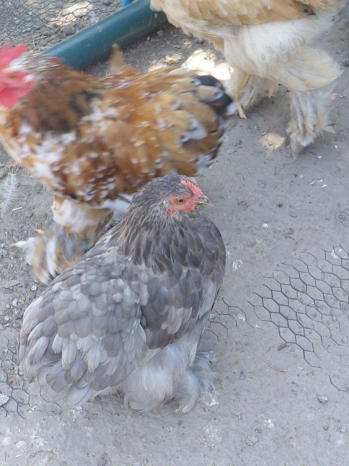 Trio pékin de Mars 2026, Plusieurs animaux, Poule ou poulet