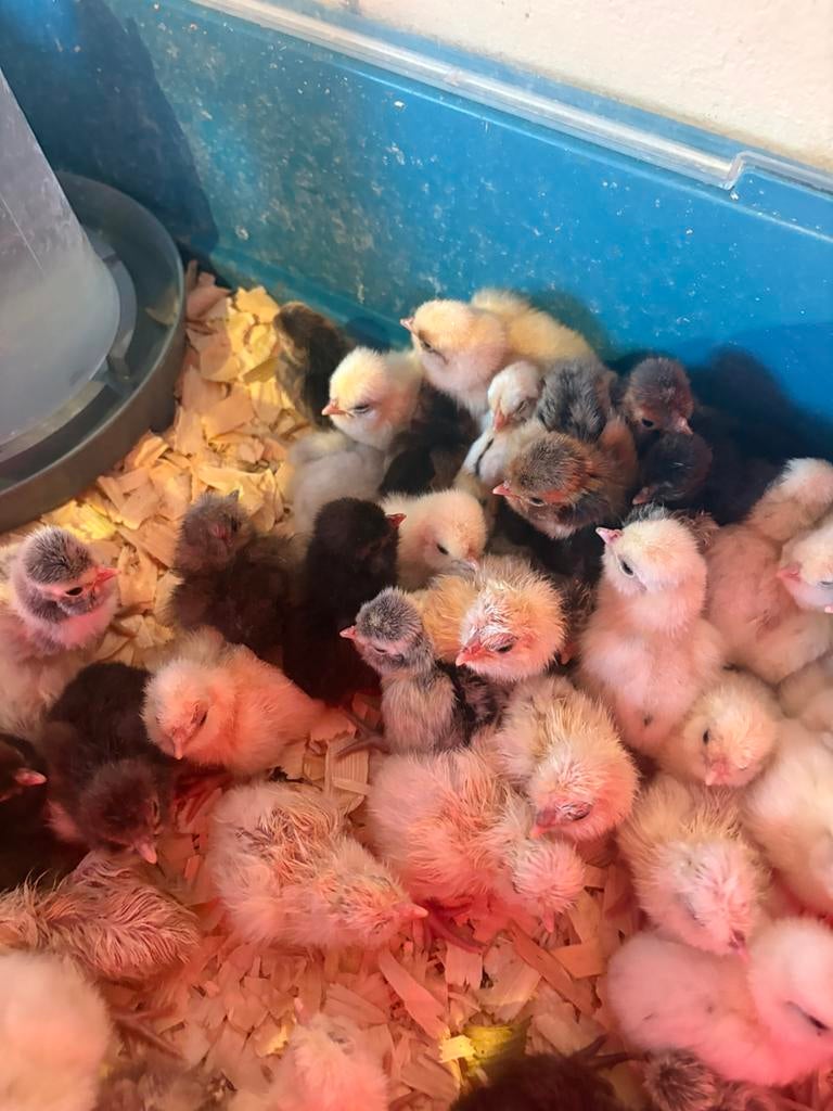 Kuikens ( serama-zijdehoen-padua) 3+ 1 gratis, Dieren en Toebehoren, Geslacht onbekend, Kip