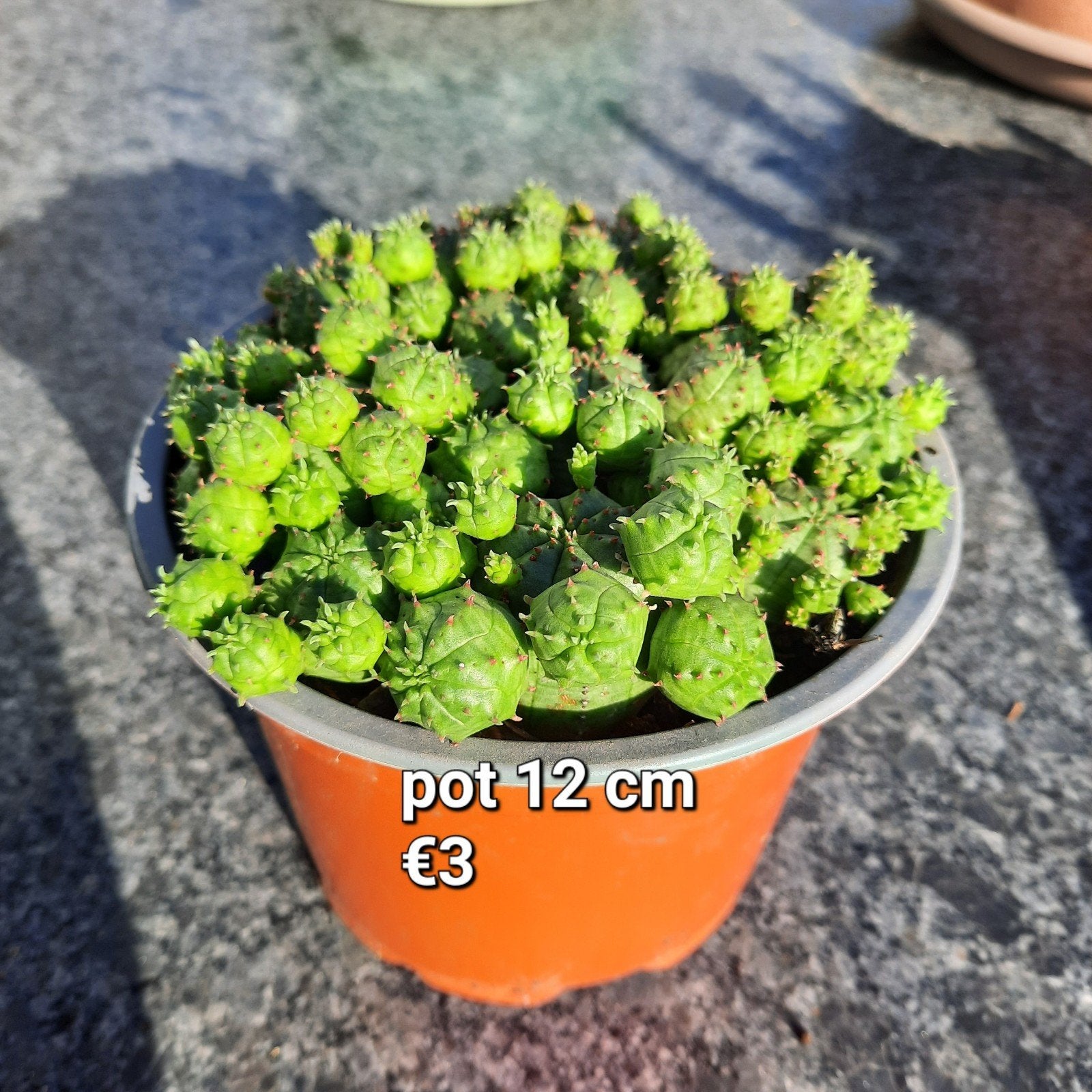 euphorbia´s en 1 agave, Tuin en Terras, Ophalen, Vaste plant, Overige soorten, Volle zon
