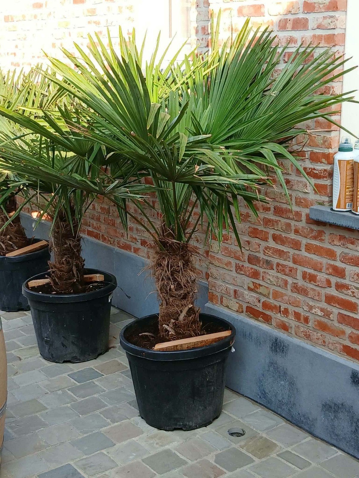 ‼️palmbomen trachycarpus fortunei aan stuntprijzen‼️, Enlèvement