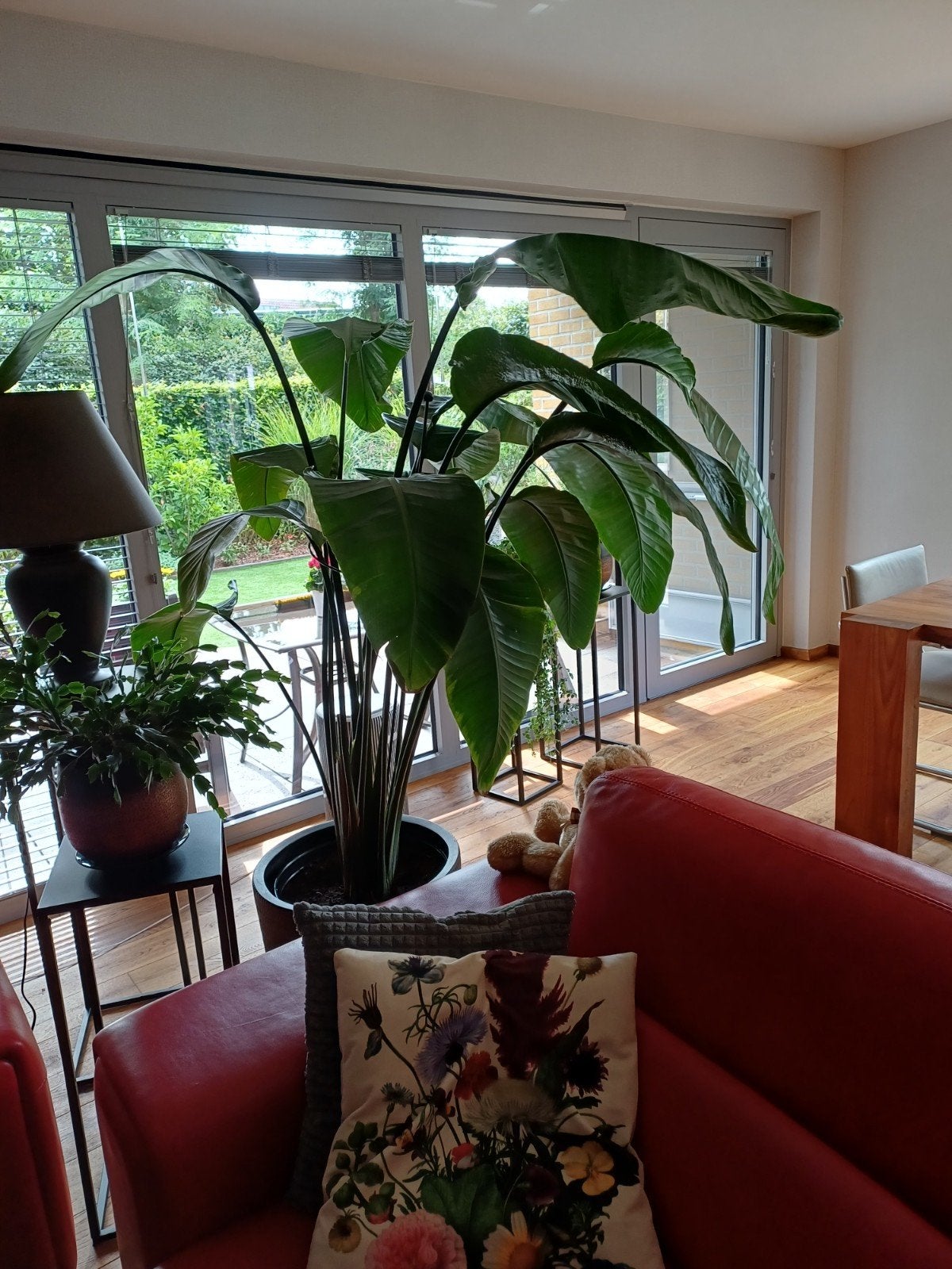 grote plant, Huis en Inrichting, Kamerplanten, Ophalen, Overige soorten