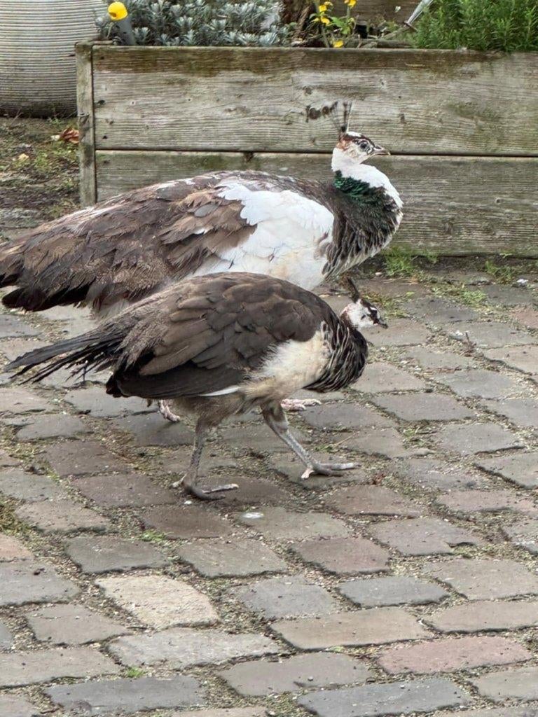 pauwen, Dieren en Toebehoren, Meerdere dieren, Overige soorten