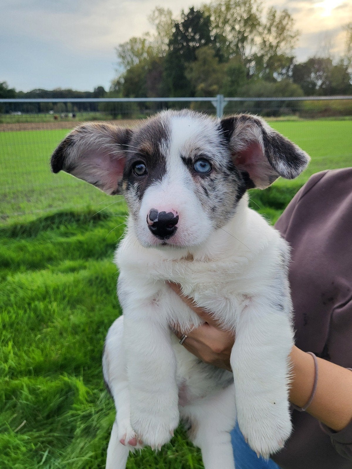 Welsh Corgi Cardigan pups / Corgi pups, Dieren en Toebehoren, België, Overige rassen, CDV (hondenziekte), 8 tot 15 weken