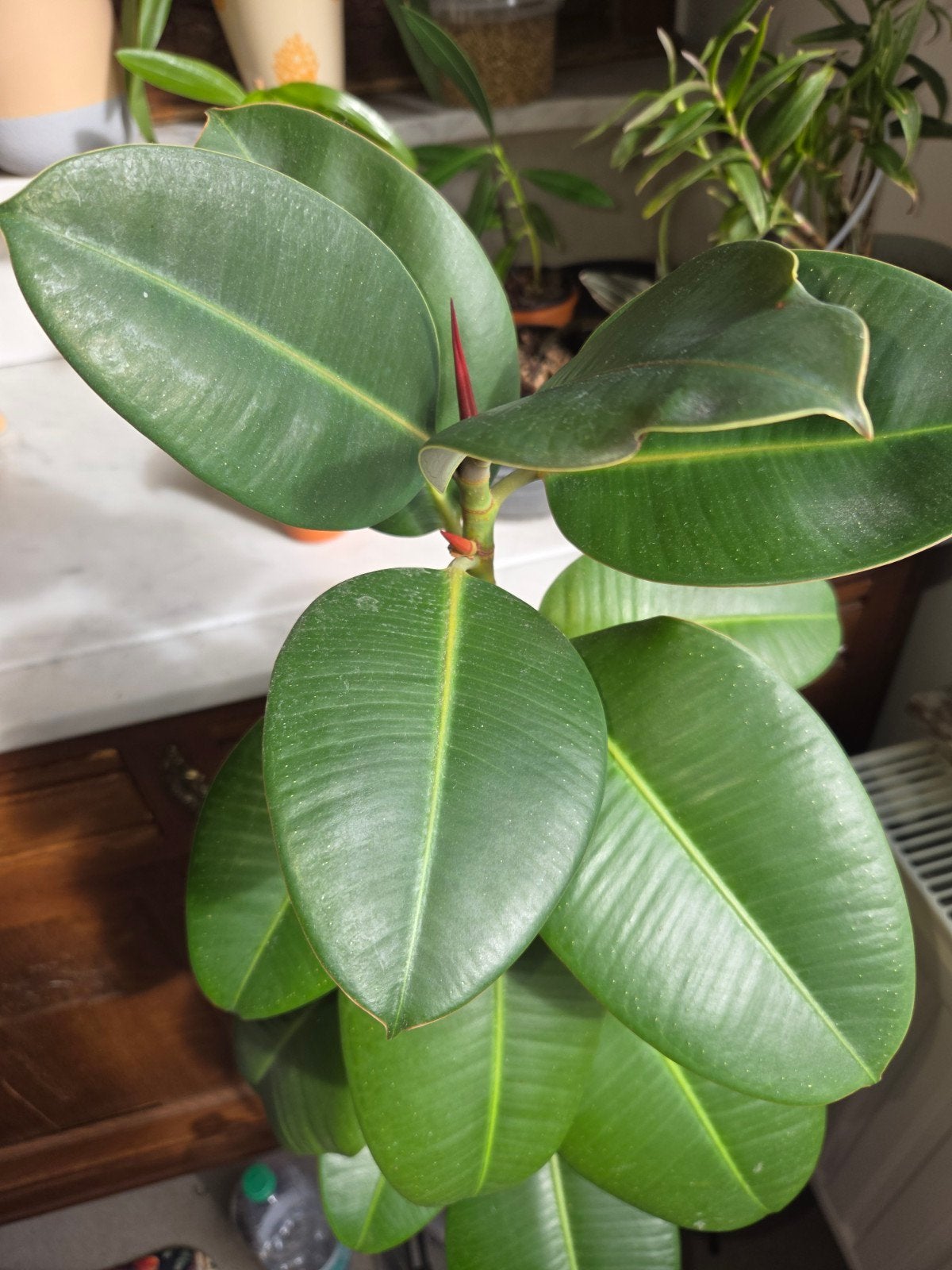 ficus elastica, Ficus, En pot, 100 à 150 cm, Envoi