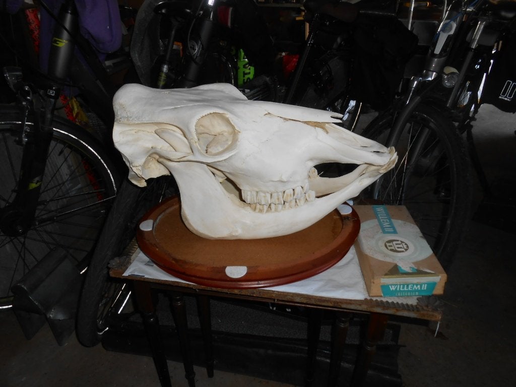 koe schedel, Ophalen, Zo goed als nieuw, Boerderijdier, Schedel