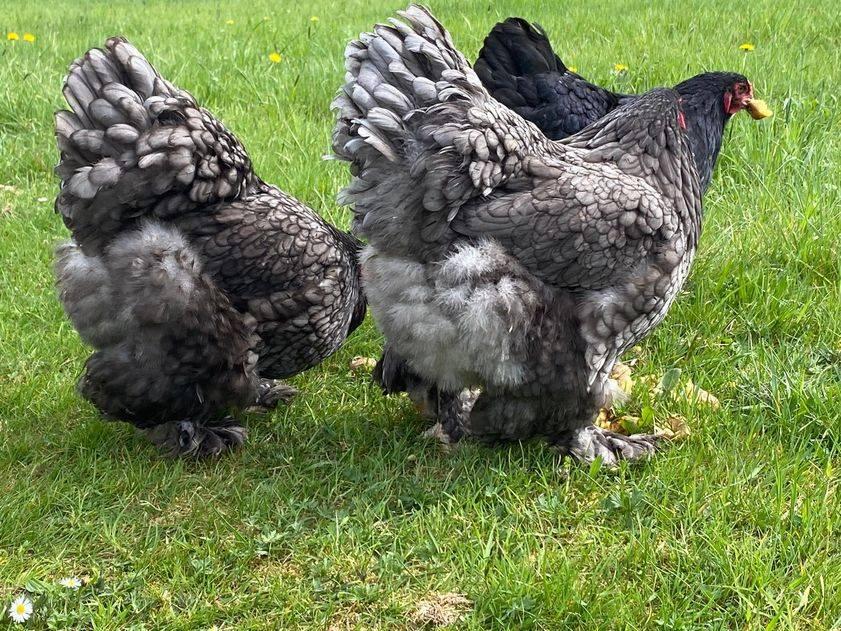 Oeufs fécondés à incuber Brahma bleu 4€ / oeuf, Animaux & Accessoires, Envoi, Neuf