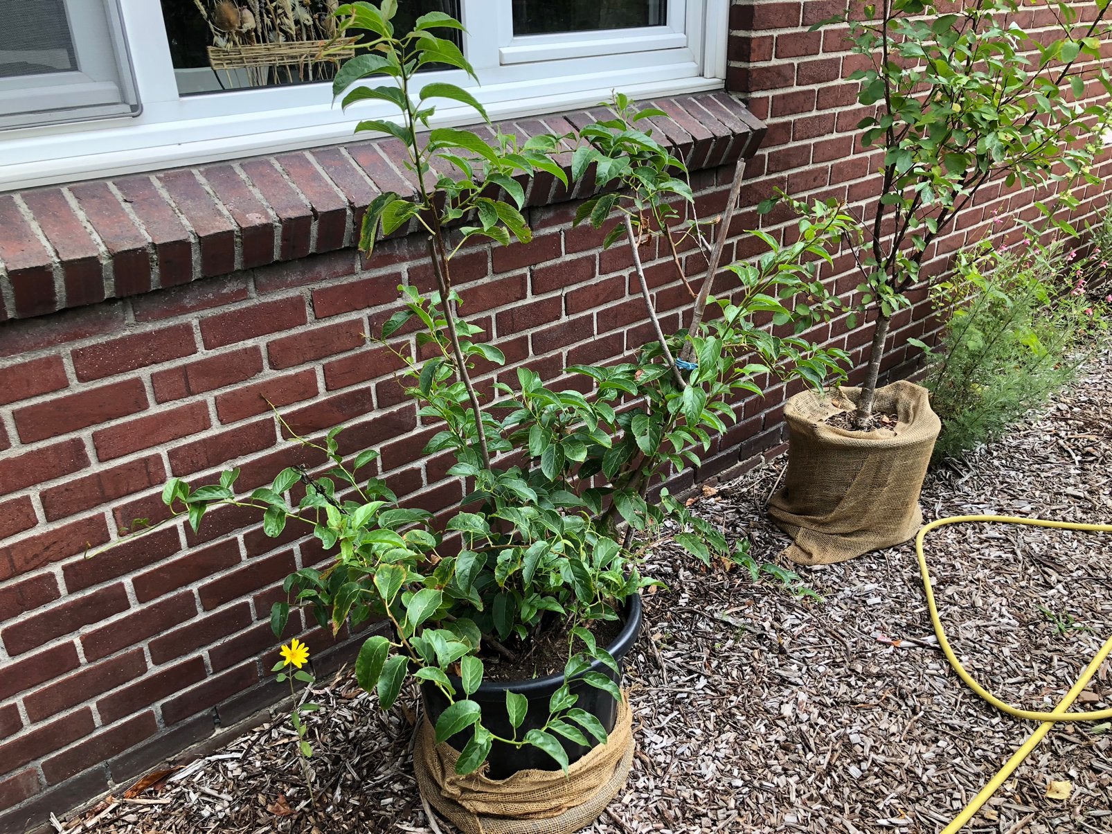 Grote zelfbestuivende kiwibes plant, Tuin en Terras, Ophalen, Vaste plant, Fruitplanten