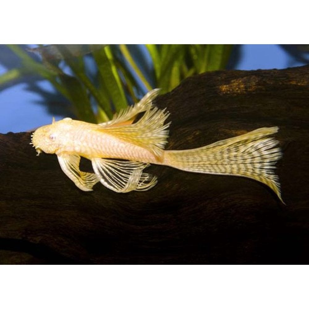 Prachtige Ancistrus Gold Longfin algeneters (3cm)