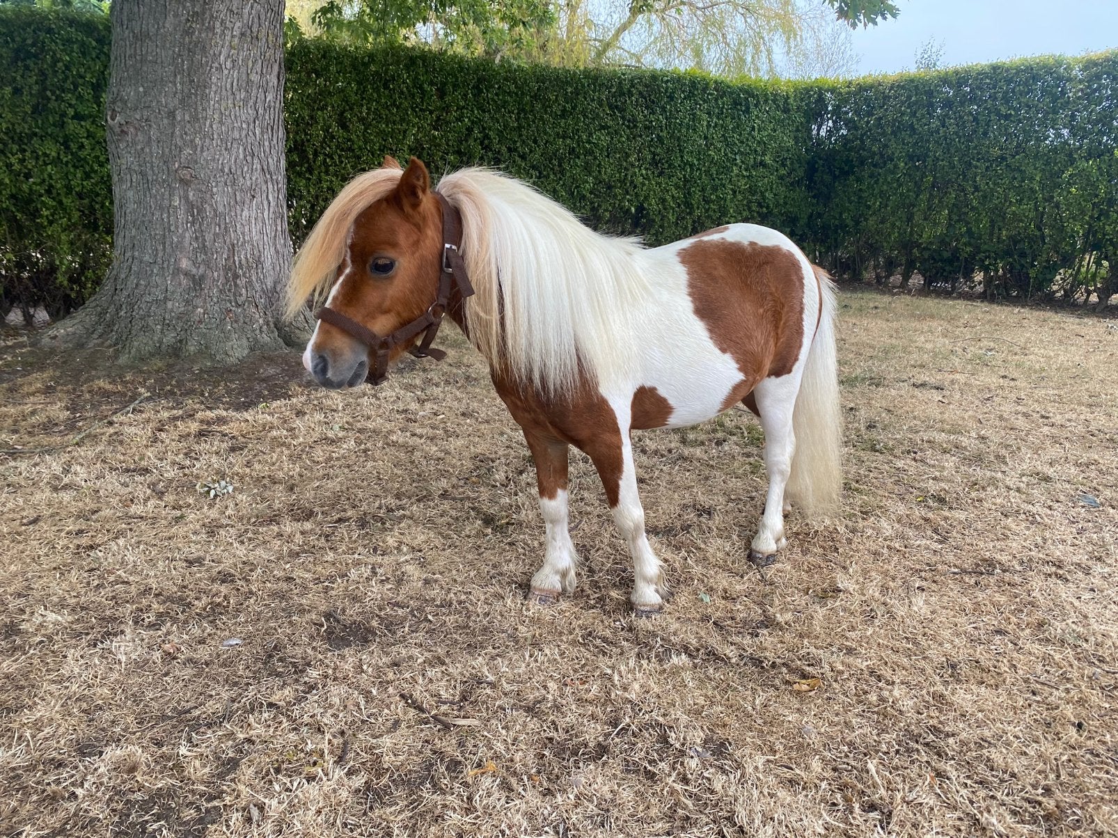 Pony hengst met stamboom, Étalon, Avec pedigree