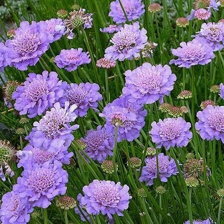 Scabiosa Butterfly Blue, Tuin en Terras, Ophalen