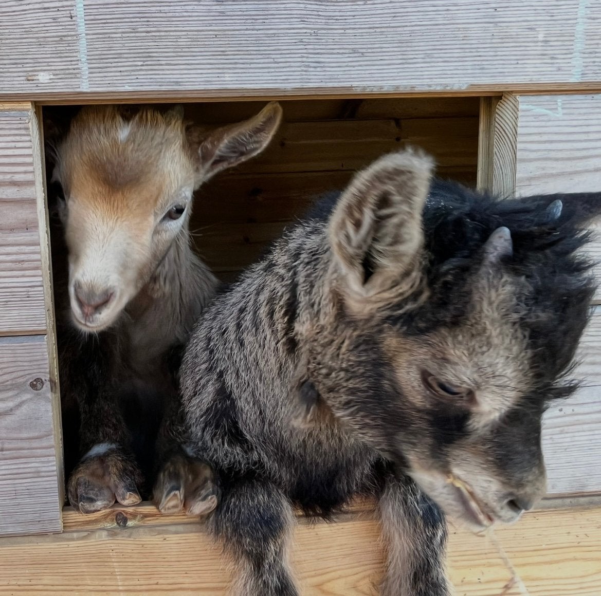Papfles geitjes , zeer tam . Opgevoed met het flesje, Dieren en Toebehoren, Schapen, Geiten en Varkens, Meerdere dieren, Geit