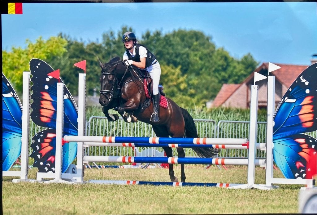 Lieve D pony te koop, Dieren en Toebehoren, Pony's, Met stamboom, Ruin, L, 11 jaar of ouder