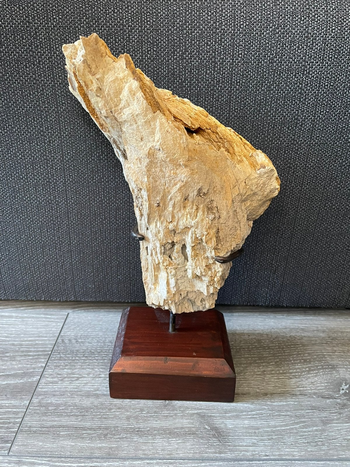 Versteend hout Hoegaarden BE, Verzamelen, Mineralen en Fossielen, Ophalen of Verzenden, Fossiel