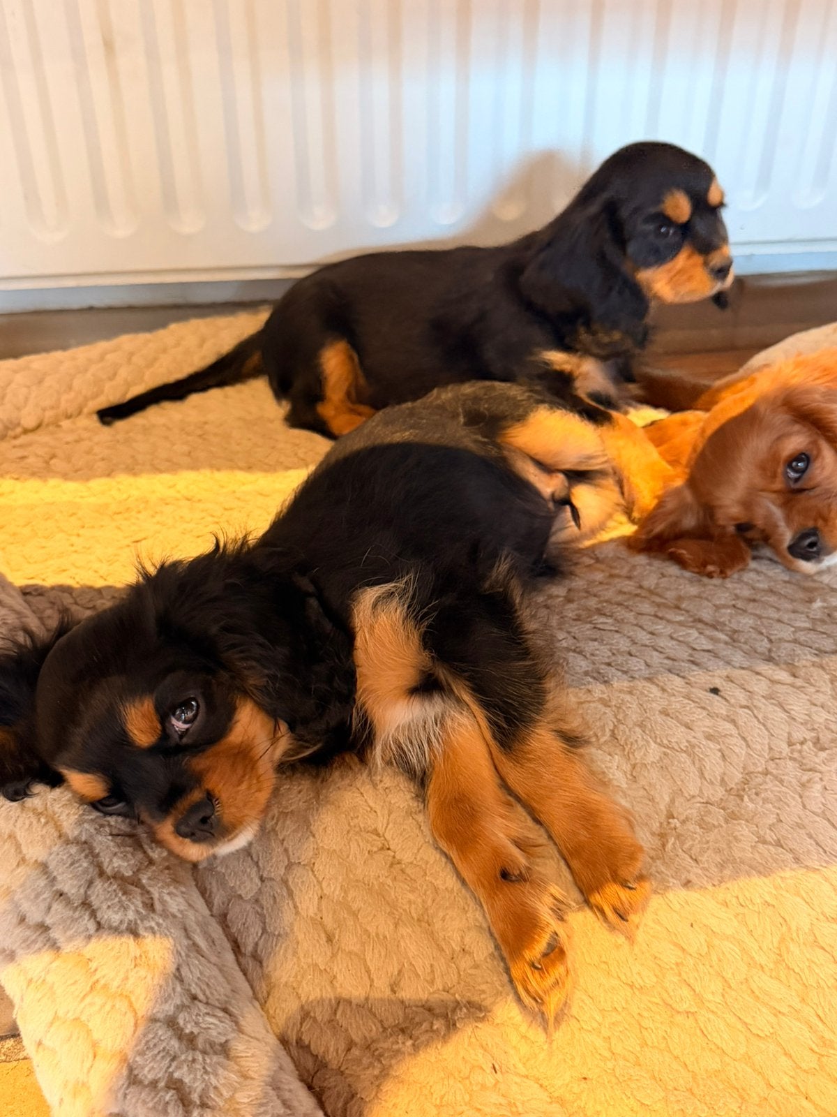 Cavaliers king Charles, Animaux & Accessoires, Chiens | Chihuahuas & Chiens de compagnie, Maladie de Carré (chiens), Particulier