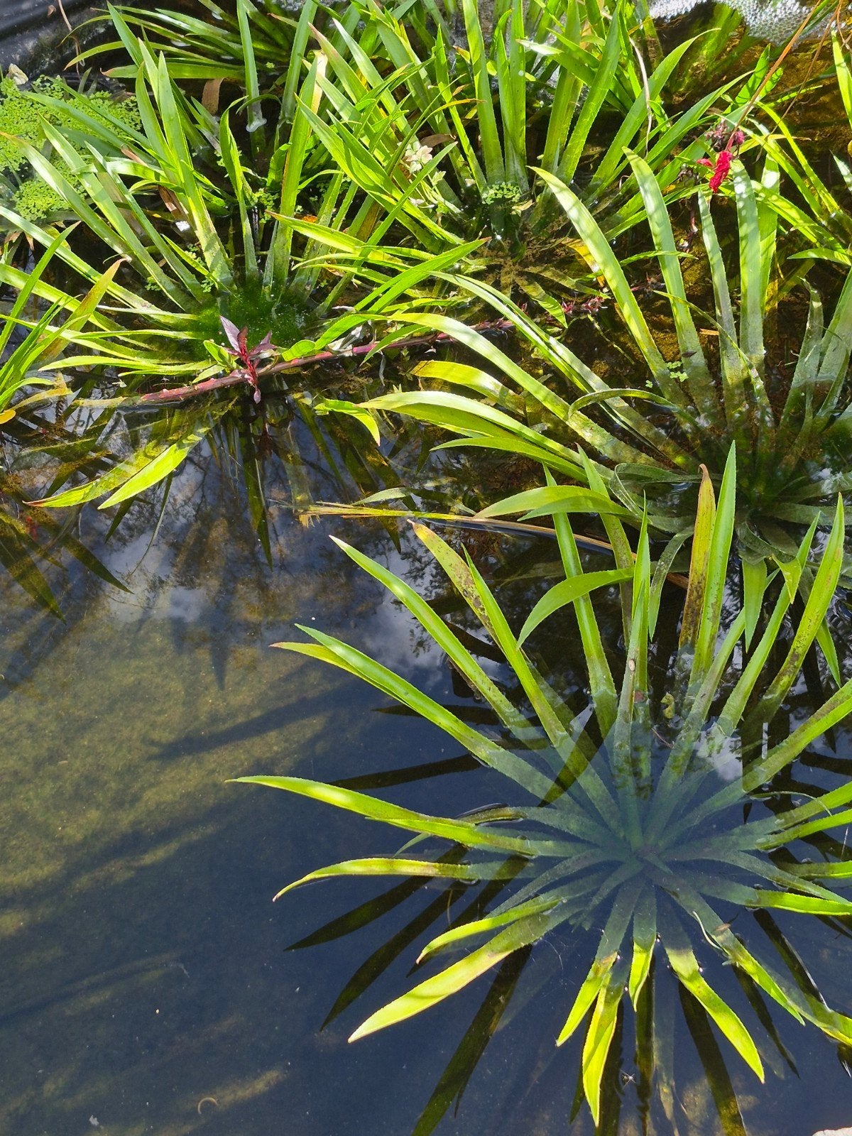 stratiote pour bassin ou etang, Tuin en Terras, Ophalen, Zo goed als nieuw