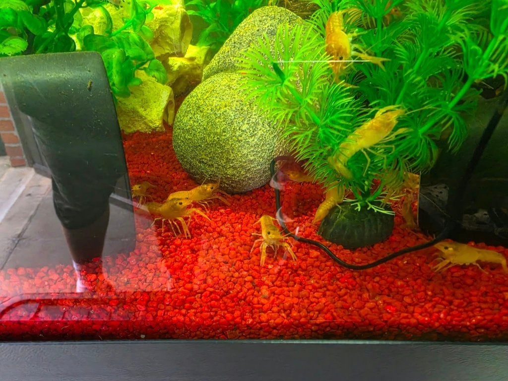 Écrevisses naines CPO Healthy (blanches et oranges/rouges), Homard, Crabe ou Crevette, Poisson d'eau douce, Banc de poissons